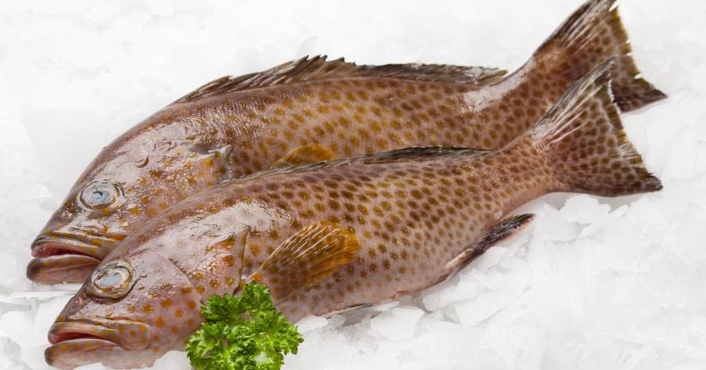 Fresh and frozen Grouper fish