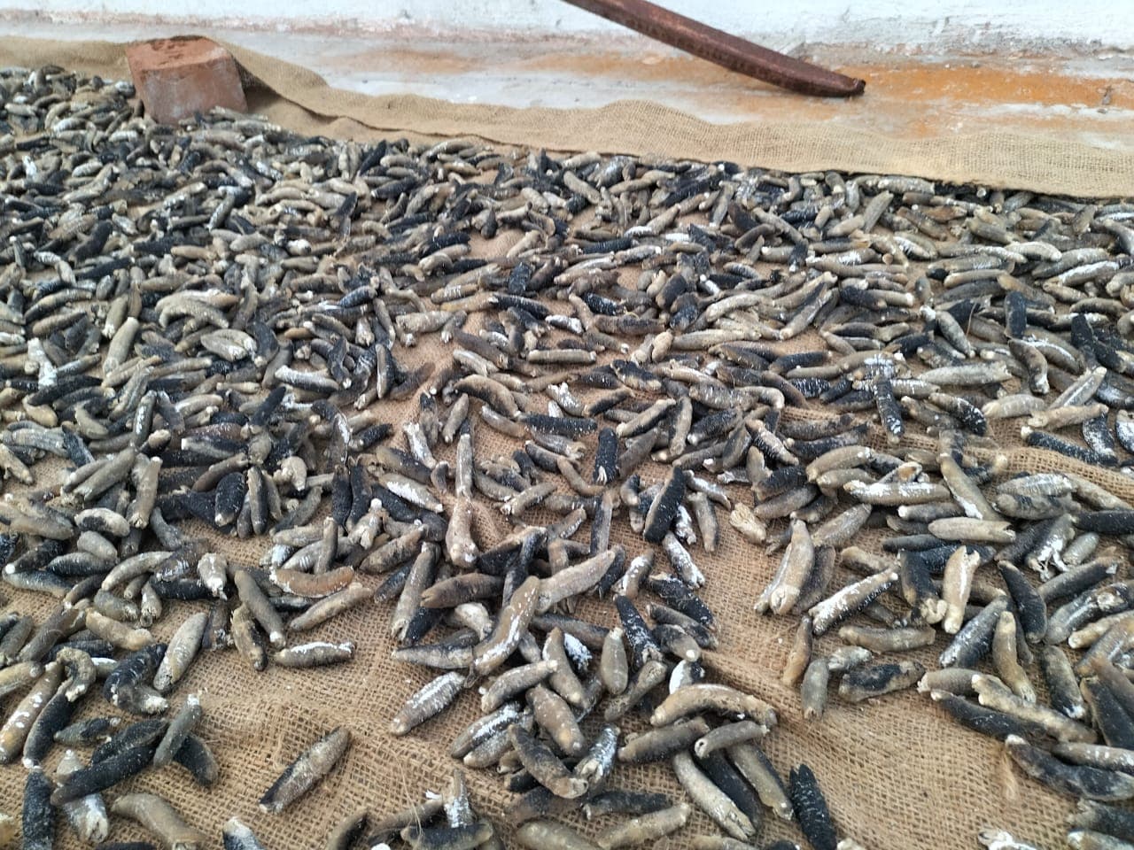 Sea Cucumber Sandfish