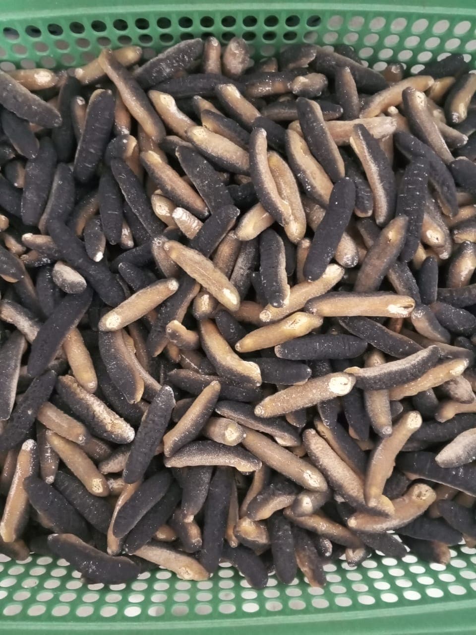 Sea Cucumber Sandfish