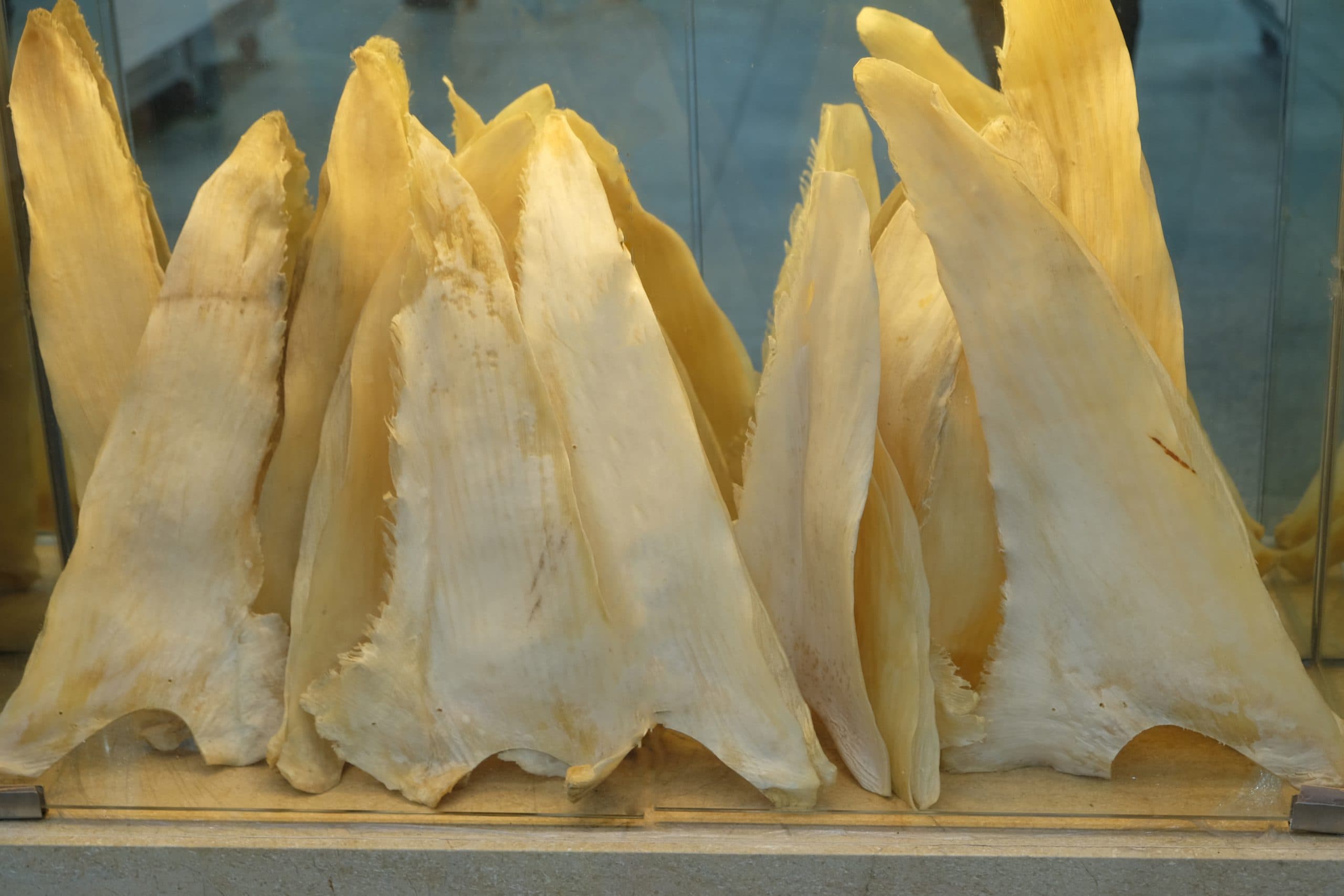 Dried shark fins