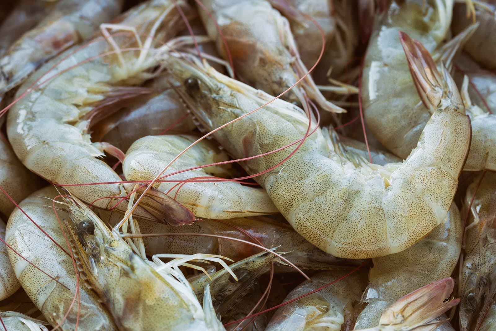 Fresh and frozen Vannamei shrimps